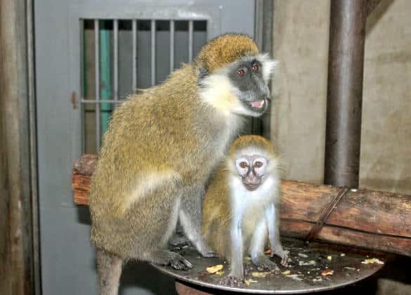 動物図鑑・グリベットモンキー